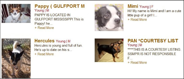 Petfinder listing 625